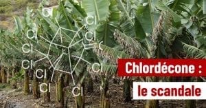 chlordécone