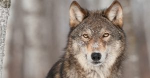 loup
