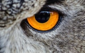 pétition : le titre parfait