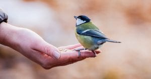 sauver-les-oiseaux