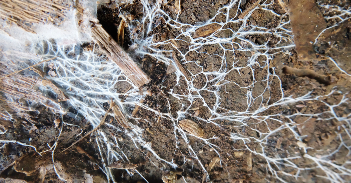 mycelia