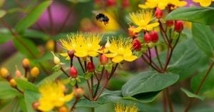 alerte-biodiversite