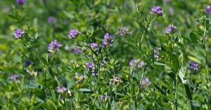 engrais-verts