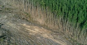 arbres-deforestation