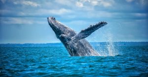 baleine