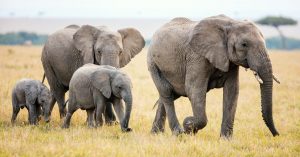 elephants-zakouma