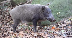 sanglier-fukushima