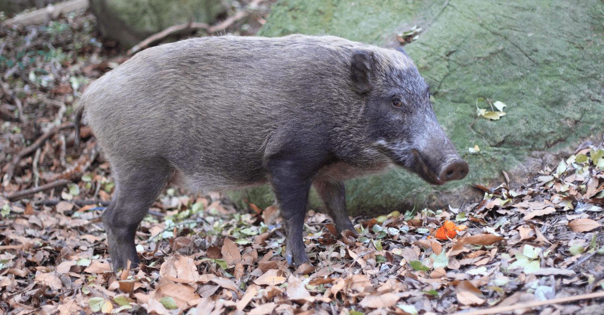 sanglier-fukushima