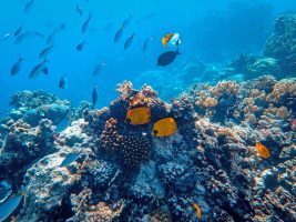 Article Planète Mer